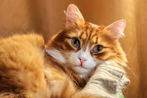 Orange Cats Of The World - Unite! For Ginger Cat Appreciation Day | Vet Organics