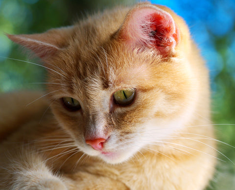 Orange Cats Of The World - Unite! For Ginger Cat Appreciation Day | Vet Organics