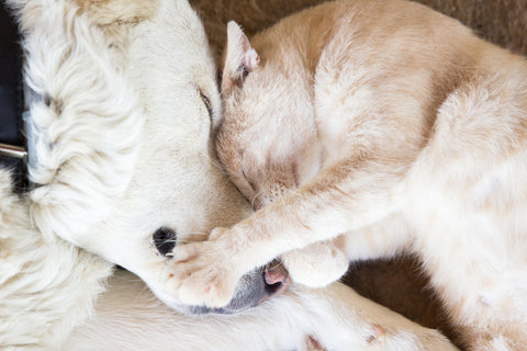 Do You Have A Bonded Cat Family? Part Two | Vet Organics