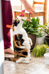 Cat Training - The Best Basic Commands For Beginners, Part Three | Vet Organics