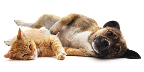 14 Differences Between Dog and Cat People | Vet Organics