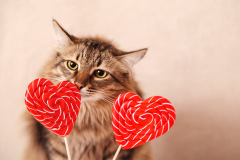  How to tell our cats we love them in ways they can understand | Vet Organics