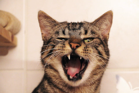 Pee-yew! Why Does Kitty’s Breath Stink? | Vet Organics