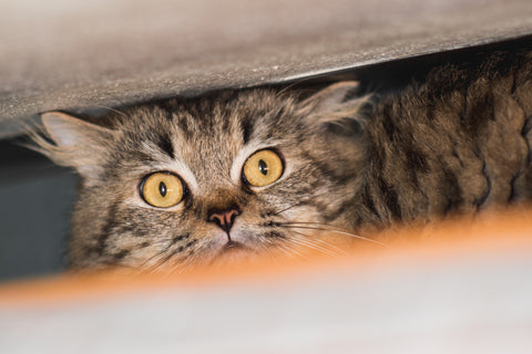 Are You Stressing Your Cat Out? | Vet Organics