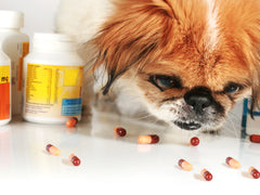 How to Ensure You Don’t Get Swindled by an Online Pet Pharmacy | Vet Organics