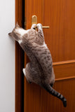 How Smart Is Your Cat? | Vet Organics 