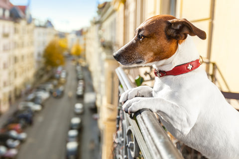 Dog Breeds That Are Perfect for Apartment Living | Vet Organics