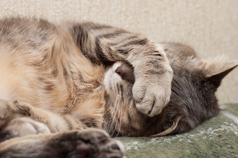 When Cats Throw Up - What You Need To Know | Vet Organics