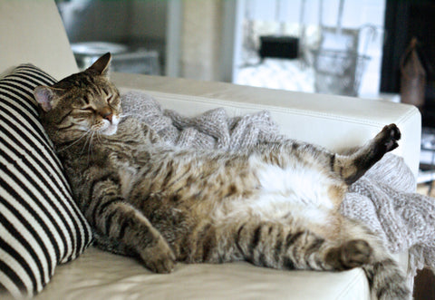 Health Risks for Overweight Cats | Vet Organics