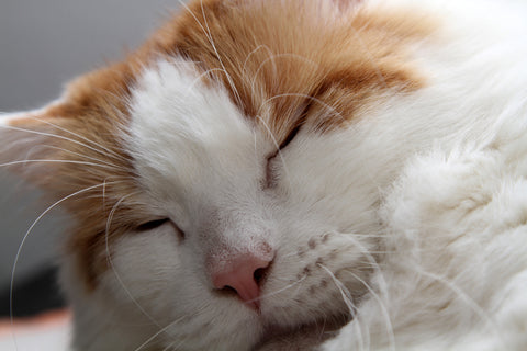 The Slow Blink - What It Means And How To Return Cat Affection | Vet Organics