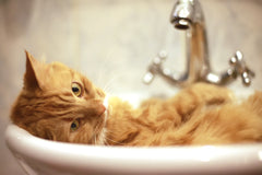 Vet Organics Cats Hate Water