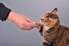 Cat Training - The Best Basic Commands For Beginners, Part Three | Vet Organics