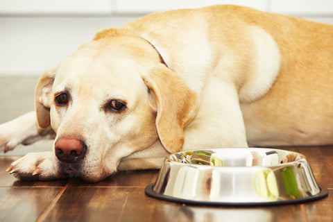 Pet Food Recalls: Why, What, and How to Stay Up To Date | Vet Organics