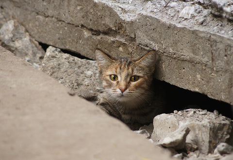 How To Find A Lost Indoor Cat | Vet Organics