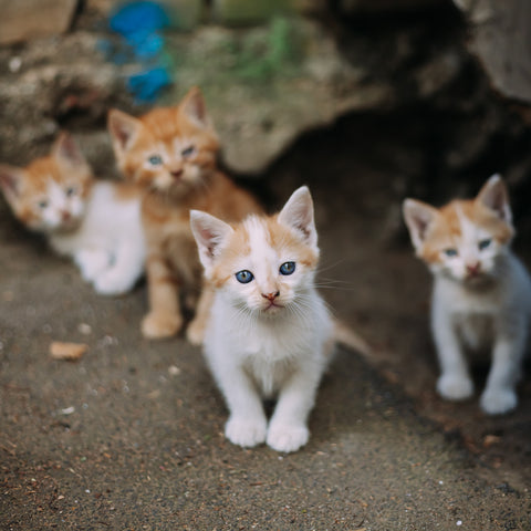 What To Do With a Stray Kitten | Vet Organics