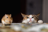 7 Strange Cat Behaviors Explained | Vet Organics