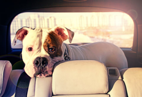 Going on a Road Trip with Fido, Part 2 | Vet Organics