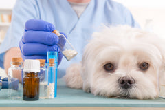 How to Ensure You Don’t Get Swindled by an Online Pet Pharmacy | Vet Organics