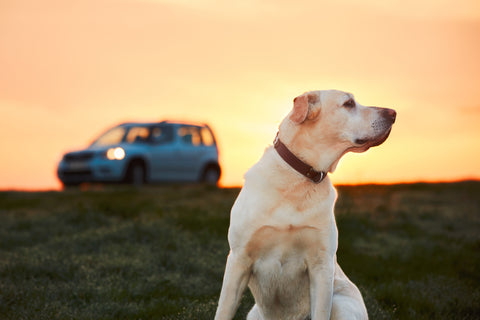 Going on a Road Trip with Fido, Part 2 | Vet Organics