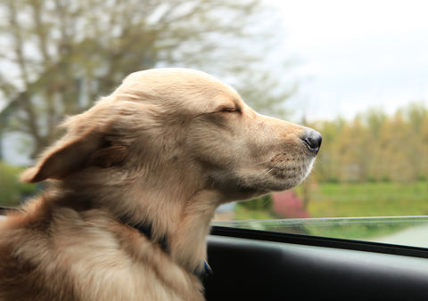 Going on a Road Trip with Fido, Part 2 | Vet Organics