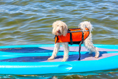 Water Safety Tips For Dogs | Vet Organics | EcoImmune