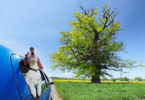 What You Need To Know About Dogs And Motion Sickness | Vet Organics