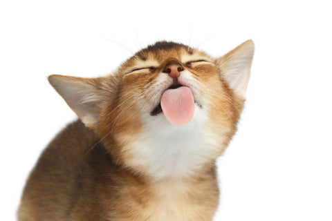 Pee-yew! Why Does Kitty’s Breath Stink? | Vet Organics