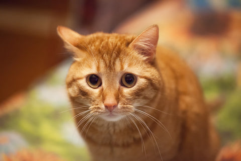 Are You Stressing Your Cat Out? | Vet Organics