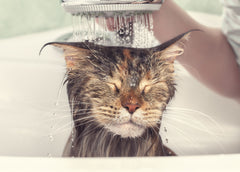 Vet Organics Cats Hate Water