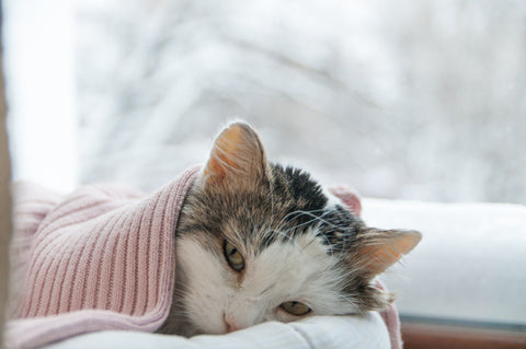 Do Cats Cry? What Do Their Tears Mean? | Vet Organics