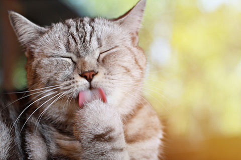  What You Need To Know About Cats And Immunity | Vet Organics