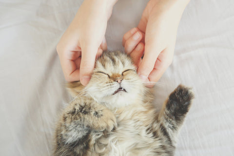  How to tell our cats we love them in ways they can understand | Vet Organics