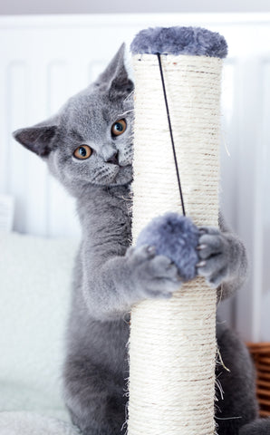 How to Train Kitty to Use Her Scratching Post | Vet Organics