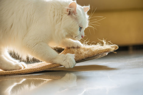 How to Train Kitty to Use Her Scratching Post | Vet Organics