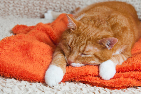 When Cats Throw Up - What You Need To Know | Vet Organics