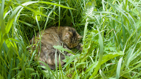 How To Find A Lost Indoor Cat | Vet Organics