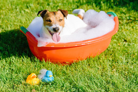 Pro Tips To Bathe Your Dog | Vet Organics