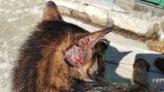 A Guardian’s Guide to Dermatophytosis (Ringworm) | Vet Organics