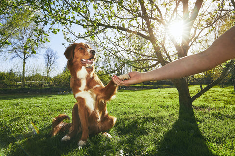 How Playtime Shapes a Dog’s Life | Vet Organics