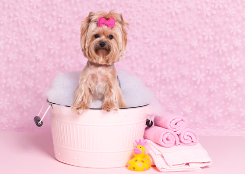 Pro Tips To Bathe Your Dog | Vet Organics