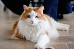 Cat Training - Basic Commands to Make Life With Your Cat Easier, Part-Two | Vet Organics