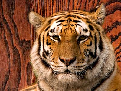 Tiger on wood grain background