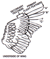 Guideline for clipping birds' wings | Lees' Pet Supply