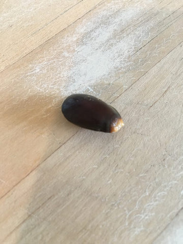 guanabana graviola soursop seed