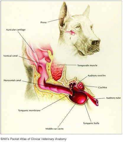 why do dogs have flaps on ears