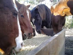 Photo of multiple horses eating from a bale net enclosed in a wooden trough
