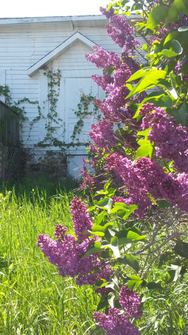 Magenta coloured lilacs in the foreground, and boarded up white decrepit farmhouse in the background