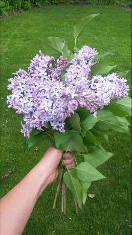 A person holds up a small bouquet of lilacs against lush green grass. The lilacs are the traditional colour, shape and size. 