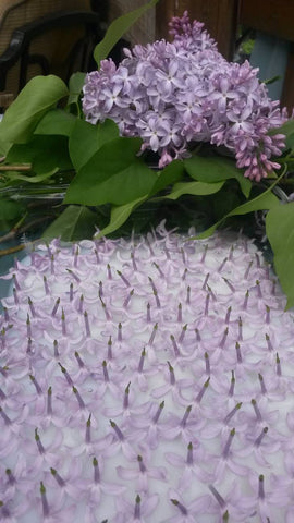 Image is a close up of fresh, evenly spaced lilac flowers laid flat upside down on a layer of fat about 2cm thick