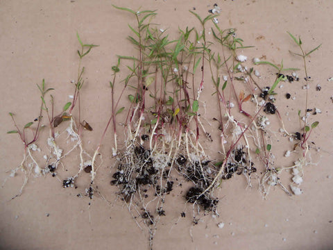 Milkweed seedlings ready to be potted up